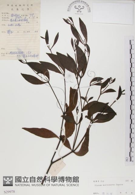刀葉槲寄生、刀葉桑寄生藏品圖，第1張