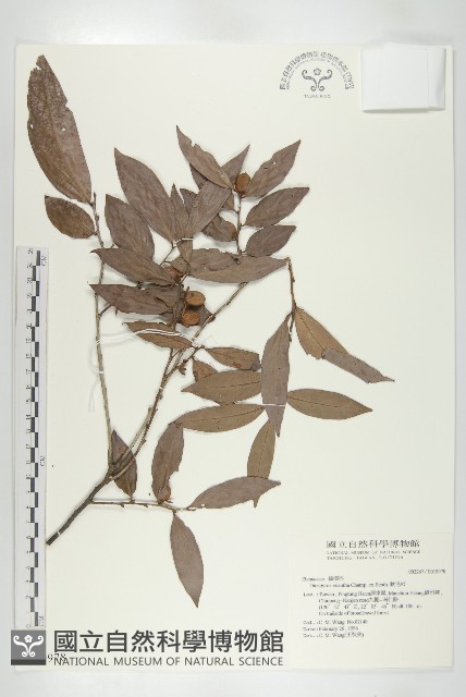 軟毛柿藏品圖，第1張