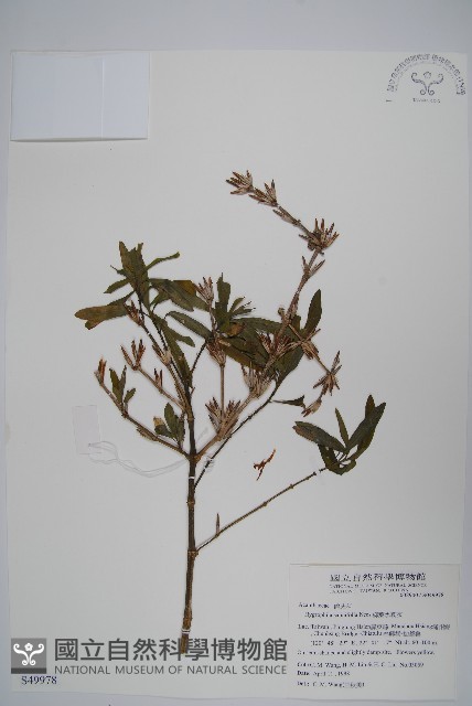 柳葉水蓑衣藏品圖，第1張
