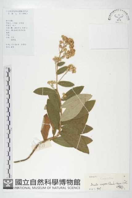 羊耳菊藏品圖，第1張