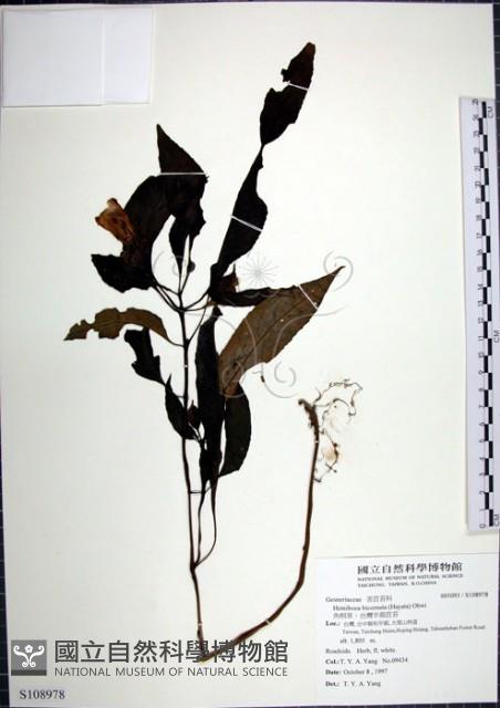 角桐草、台灣半蒴苣苔藏品圖，第1張