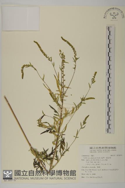 豬草、瘤果菊藏品圖，第1張