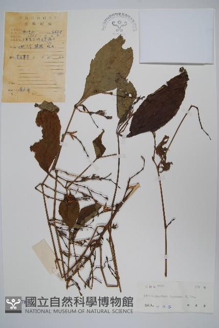 登錄號:S038978藏品圖，第1張