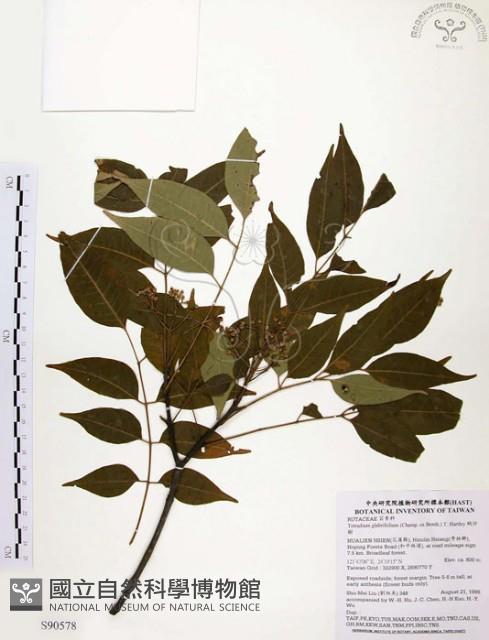 賊仔樹藏品圖，第1張