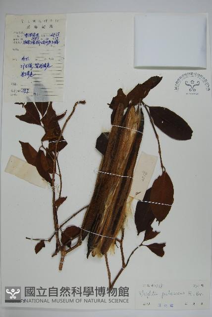 倒吊芼藏品圖，第1張