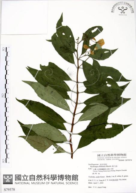 華八仙藏品圖，第1張