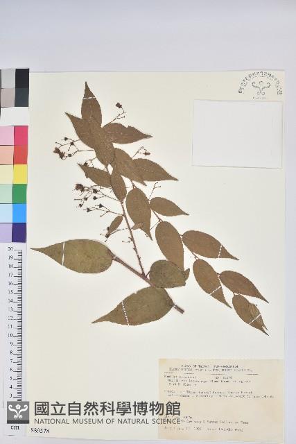 白珠樹藏品圖，第1張