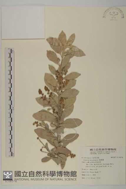 綠紐樹藏品圖，第1張