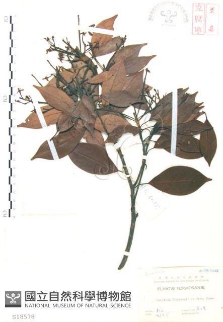 豬腳楠藏品圖，第1張