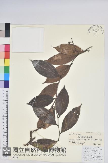 尾葉越橘藏品圖，第1張