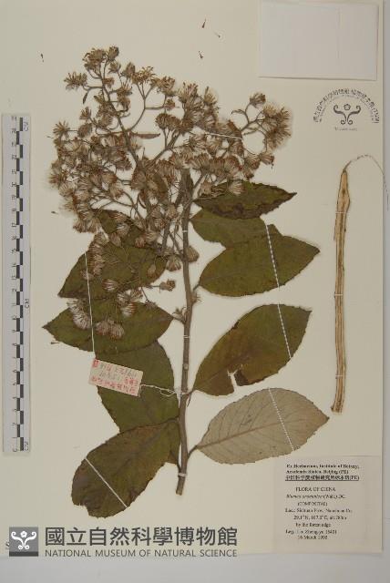 薄葉艾納香藏品圖，第1張