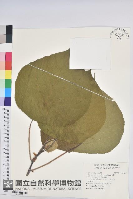 血桐藏品圖，第1張