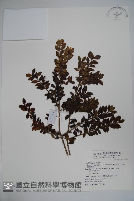 雲南冬青藏品圖，第1張