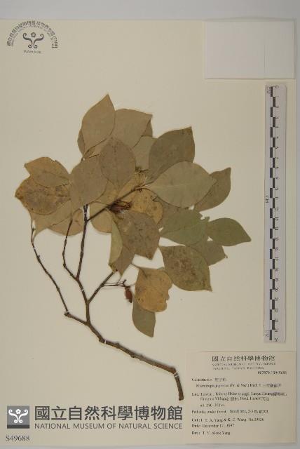 日本賽衛矛、日本假衛矛藏品圖，第1張