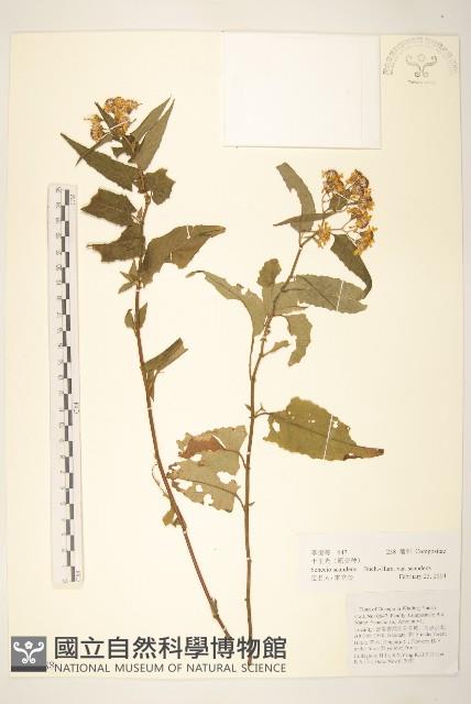 蔓黃菀藏品圖，第1張