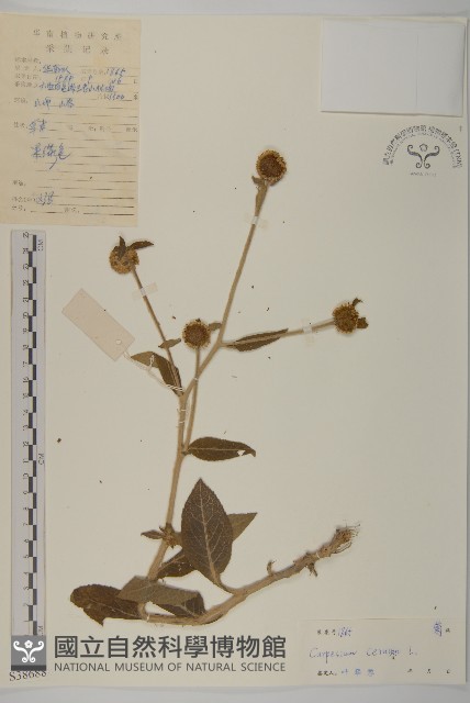 杓兒菜藏品圖，第1張