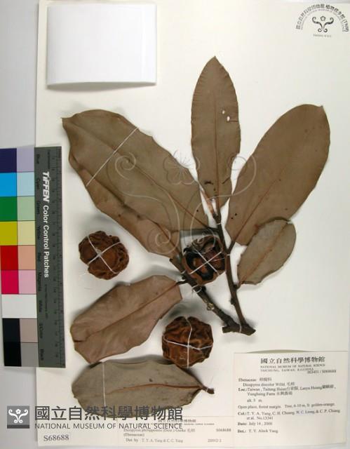 毛柿藏品圖，第1張