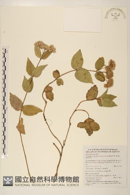 基隆澤蘭藏品圖，第1張