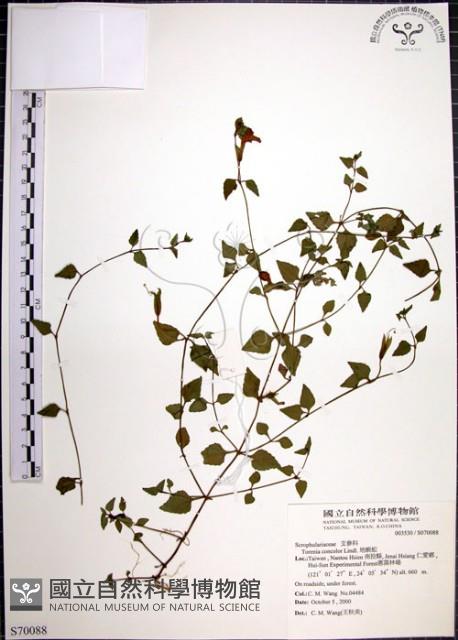 倒地蜈蚣藏品圖，第1張