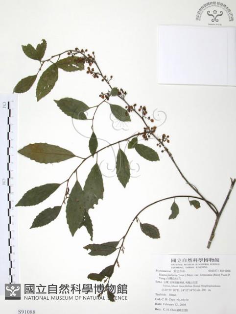 台灣山桂花藏品圖，第1張