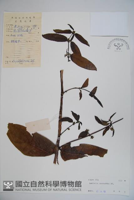 大花忍冬藏品圖，第1張