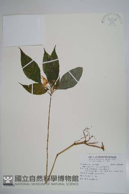 紫花鳳仙花藏品圖，第1張