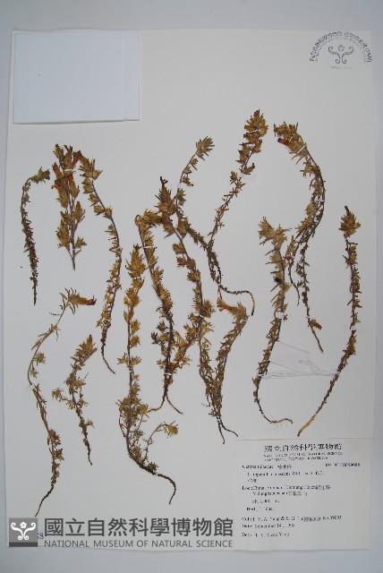 桔梗藏品圖，第1張