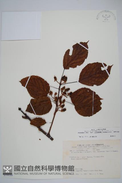 硬齒獼猴桃藏品圖，第1張