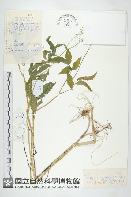 白花碎米薺藏品圖，第1張