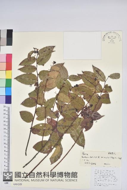 硬毛白珠藏品圖，第1張