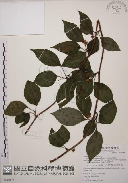 阿里山五味子藏品圖，第1張