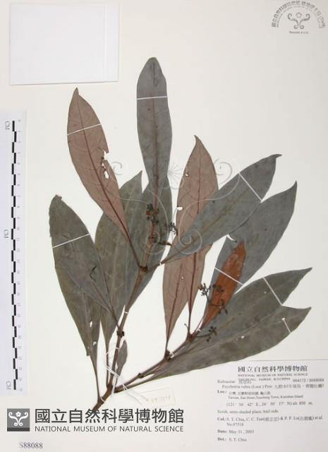 九節木、牛屎烏、青龍吐霧藏品圖，第1張