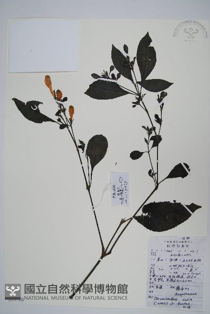 馬藍藏品圖，第1張