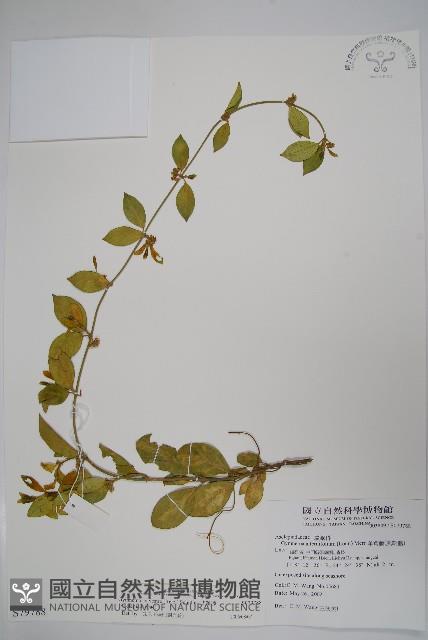 武靴藤藏品圖，第1張