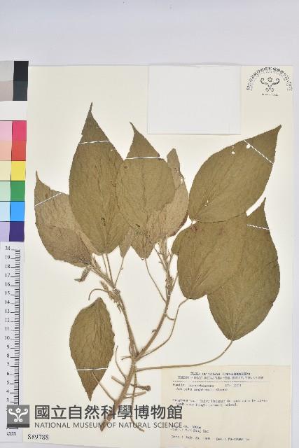 臺灣鐵莧藏品圖，第1張