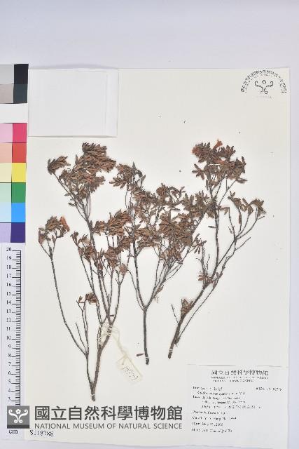 登錄號:S118788藏品圖，第1張