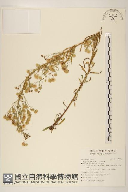 加拿大蓬藏品圖，第1張