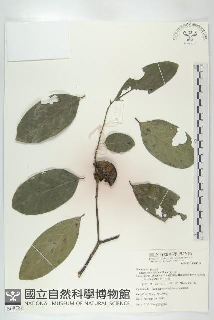 黃心柿藏品圖，第1張