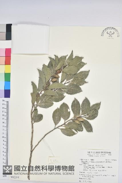 臺灣假黃楊藏品圖，第1張