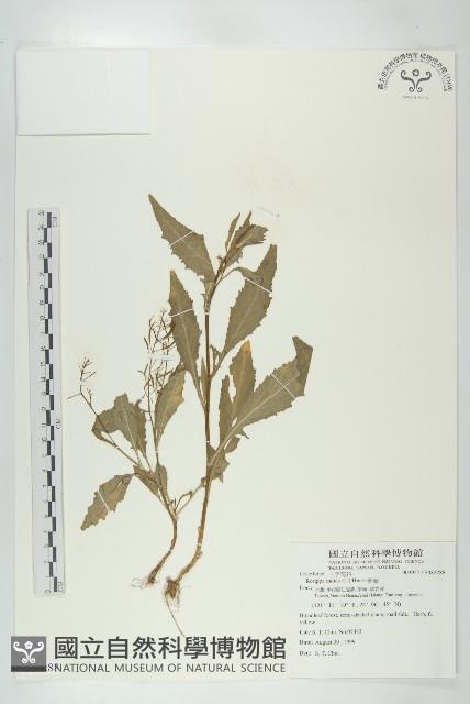 葶藶藏品圖，第1張