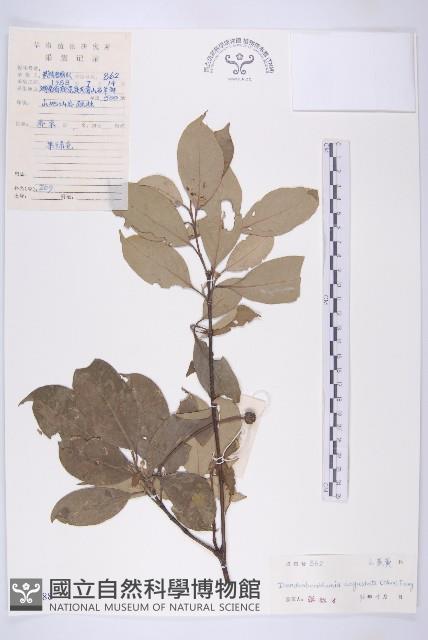 尖葉四照花藏品圖，第1張