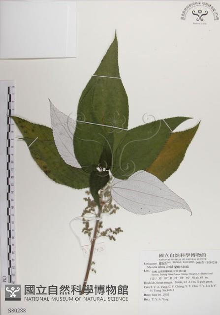 蘭嶼水絲麻藏品圖，第1張