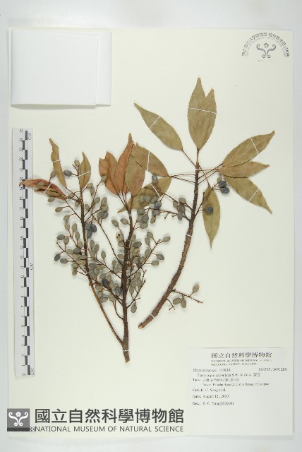 薯豆藏品圖，第1張