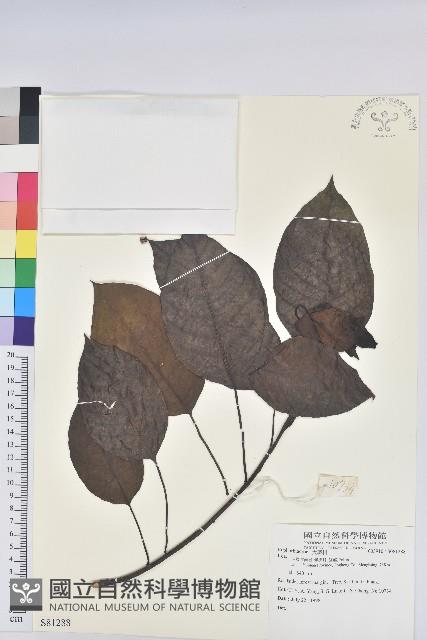 登錄號:S081288藏品圖，第1張