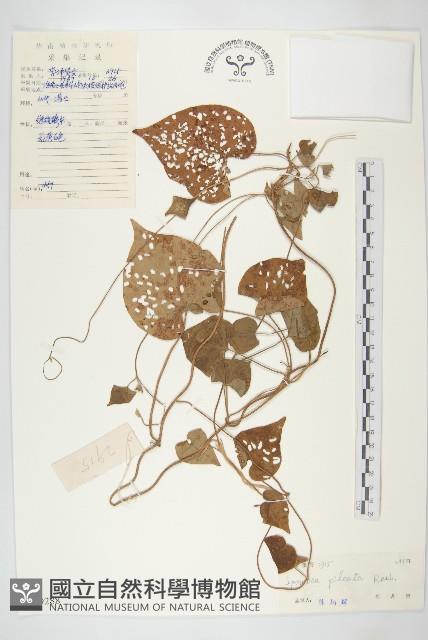 帽苞薯藤藏品圖，第1張