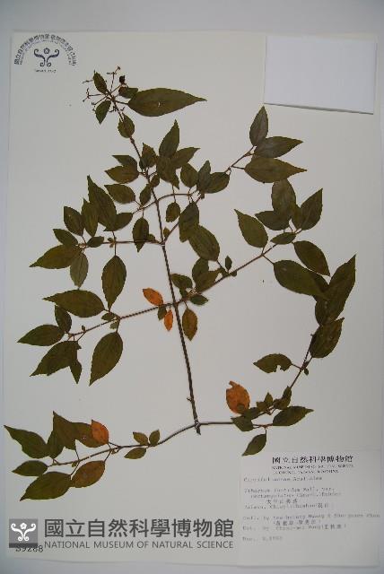 狹葉莢迷藏品圖，第1張