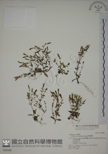 黃斑龍膽藏品圖，第1張