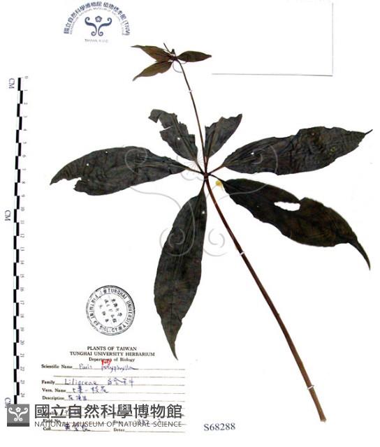 七葉一枝花藏品圖，第1張