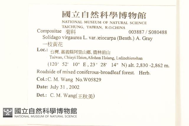 一枝黃花藏品圖，第1張