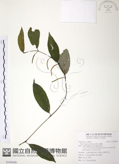 風藤藏品圖，第1張